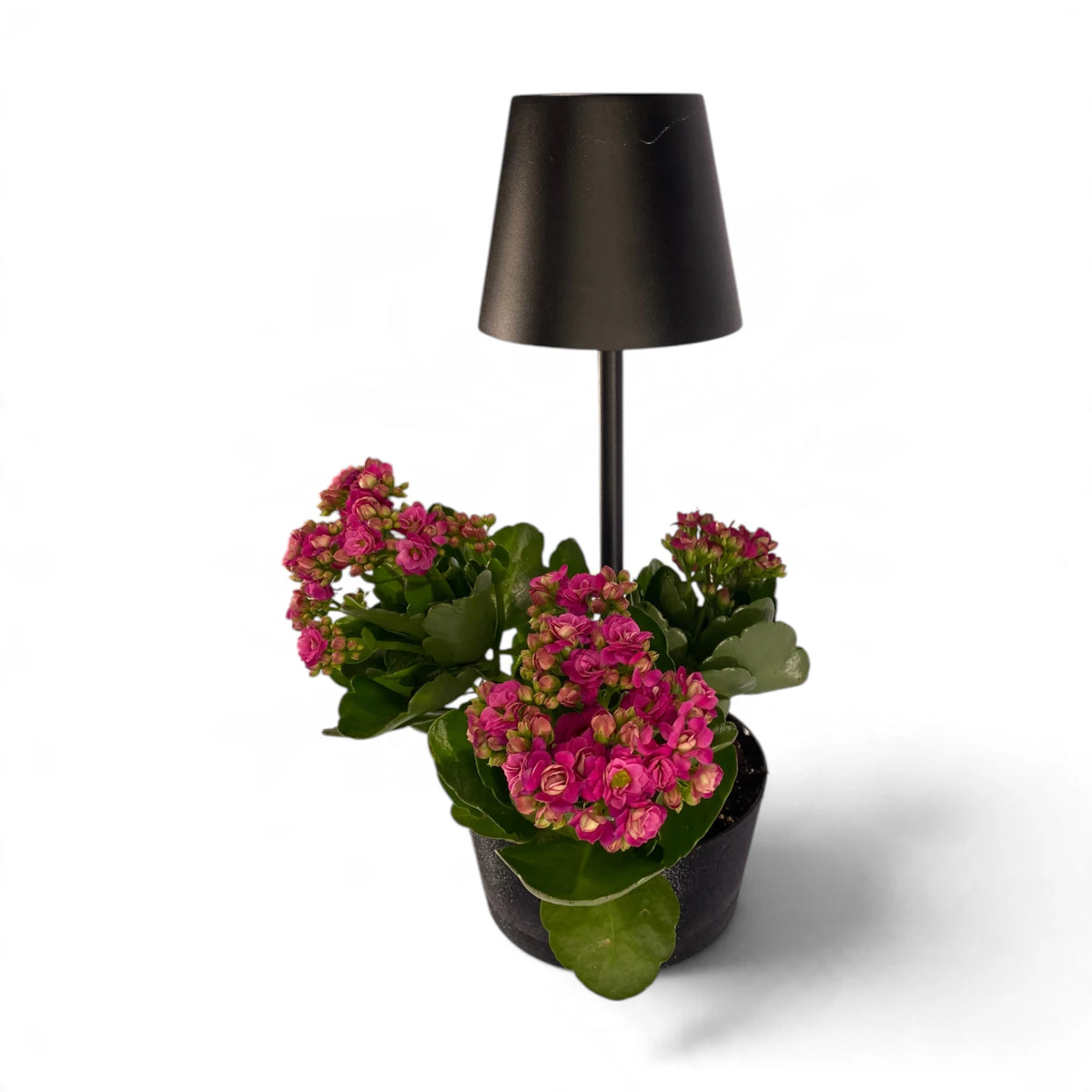 Barrow con vaso