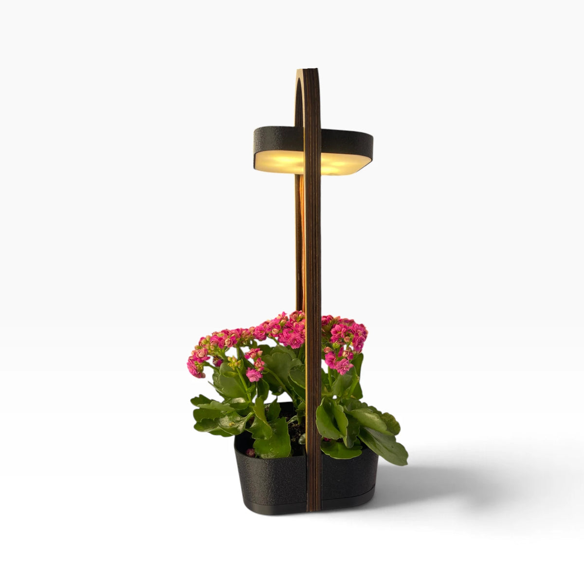Gloria - Lampada da tavolo con vaso integrato, in rovere e nero